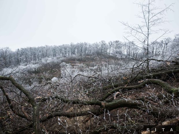 pravda.sk: Bratislava chce pre kauzu na Kolibe štátne lesy pod svoju správu