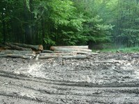 SME: V plánovanej bratislavskej rezervácii rúbali desiatky stromov